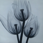velký obraz, tulipány, květinový motiv, černobílá