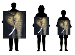 obraz Obraz - Slon ve třech velikostech